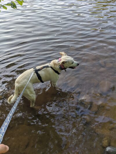 River Point Canine Park - Weissport, PA