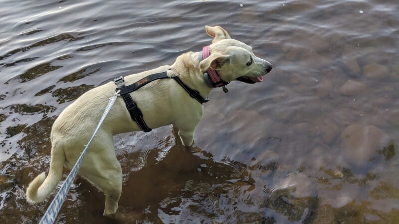 River Point Canine Park - Weissport, PA