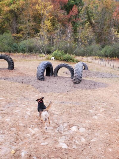 River Point Canine Park - Weissport, PA
