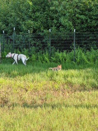 River Point Canine Park - Weissport, PA