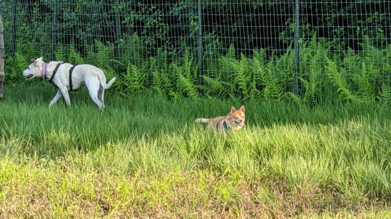 River Point Canine Park - Weissport, PA
