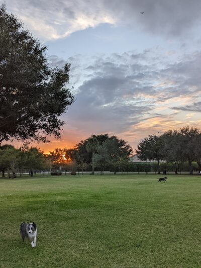 Wellington Dog Park - Wellington, FL