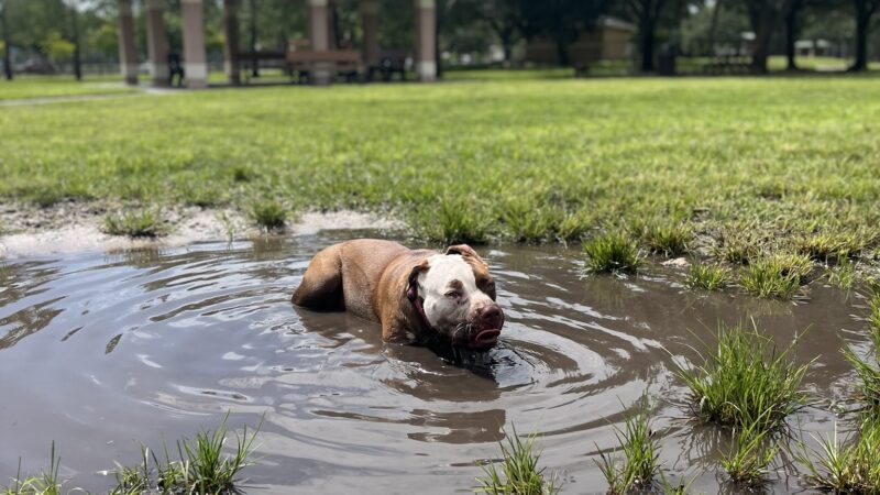 Wellington Dog Park - Wellington, FL