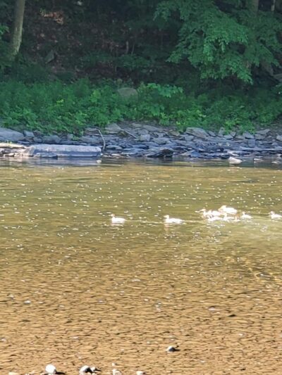 Tiadaghton Campground - Wellsboro, PA