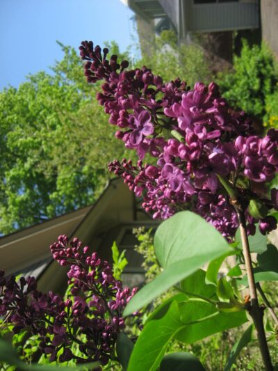 Wellsville Parks & Recreation - Wellsville, NY