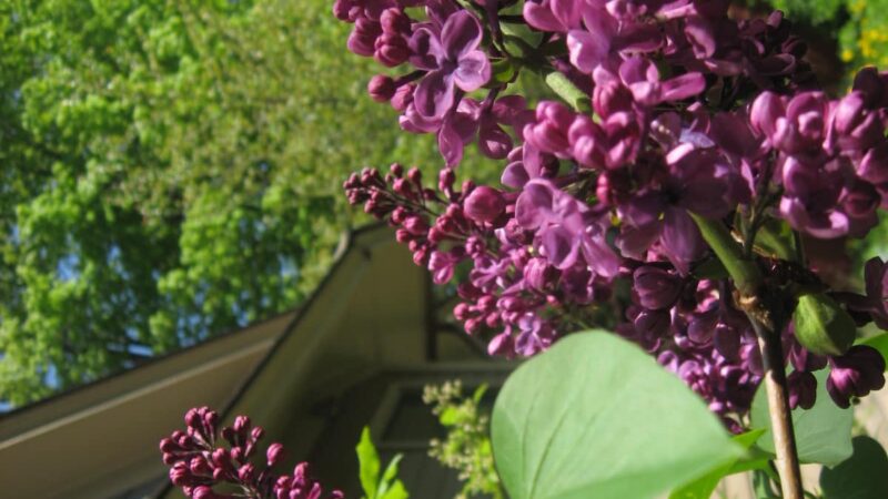 Wellsville Parks & Recreation - Wellsville, NY