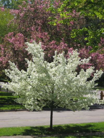 Wellsville Parks & Recreation - Wellsville, NY