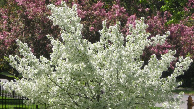 Wellsville Parks & Recreation - Wellsville, NY