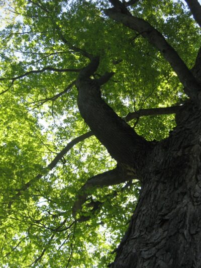 Wellsville Parks & Recreation - Wellsville, NY