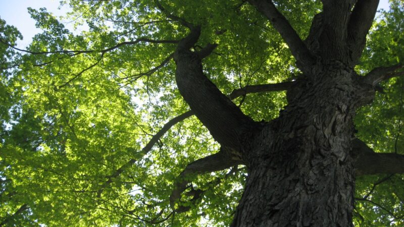 Wellsville Parks & Recreation - Wellsville, NY