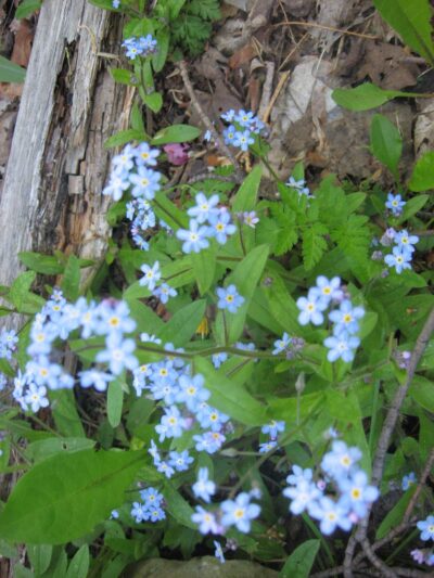 Wellsville Parks & Recreation - Wellsville, NY