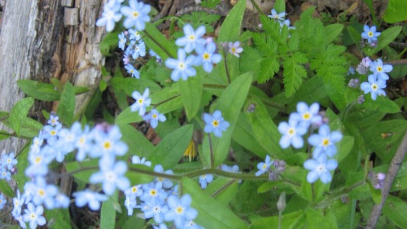 Wellsville Parks & Recreation - Wellsville, NY