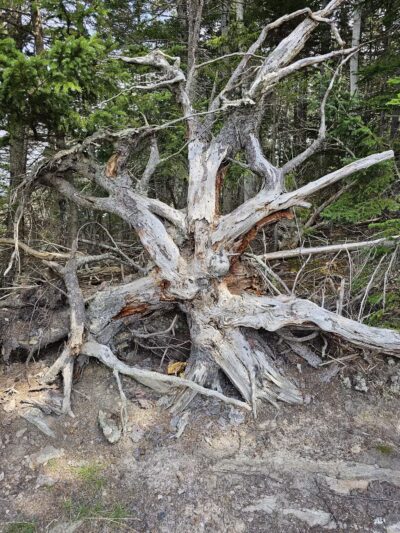 Hamilton Audubon Sanctuary parking - West Bath, ME