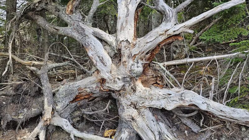 Hamilton Audubon Sanctuary parking - West Bath, ME