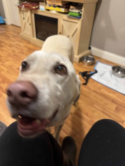 Bobby"s Pet Boarding - West Blocton, AL