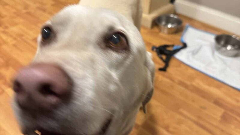 Bobby"s Pet Boarding - West Blocton, AL