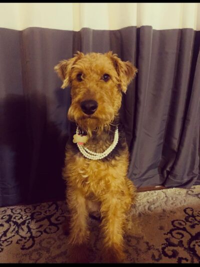 Bobby"s Pet Boarding - West Blocton, AL