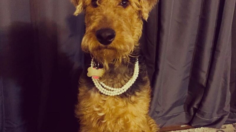 Bobby"s Pet Boarding - West Blocton, AL