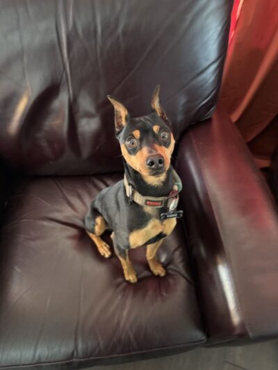 Bobby"s Pet Boarding - West Blocton, AL