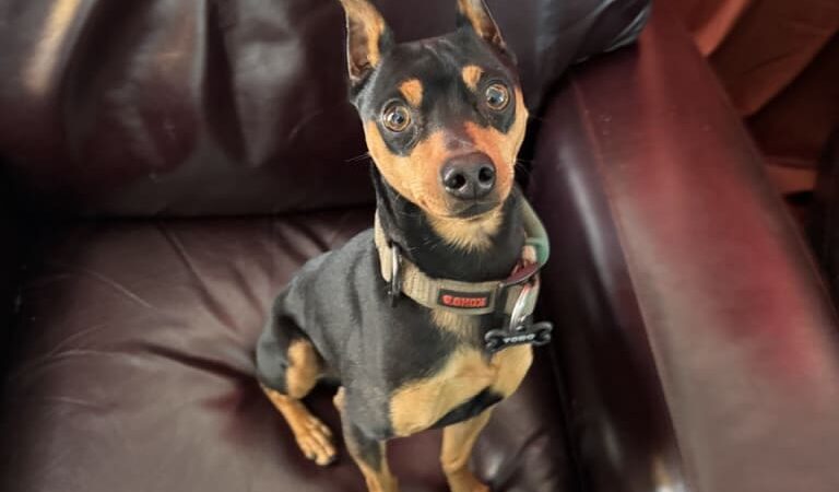 Bobby"s Pet Boarding - West Blocton, AL