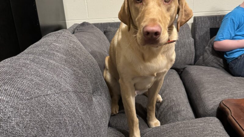 Bobby"s Pet Boarding - West Blocton, AL