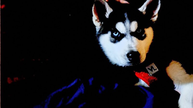 Bobby"s Pet Boarding - West Blocton, AL