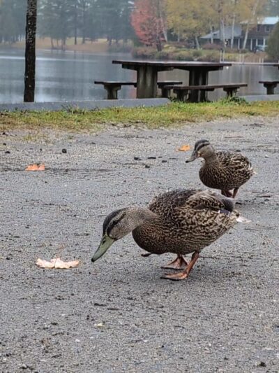 Joe's Pond Trailhead and parking - West Danville, VT