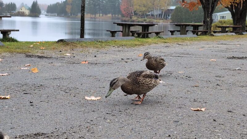 Joe's Pond Trailhead and parking - West Danville, VT