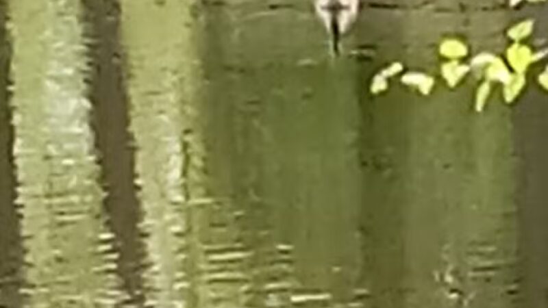 West Frankfort Park Office - West Frankfort, IL