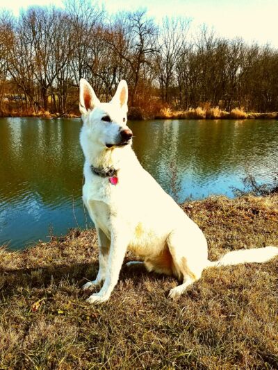 Goddard Dog Park - West Grove, PA