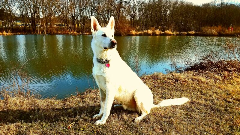 Goddard Dog Park - West Grove, PA