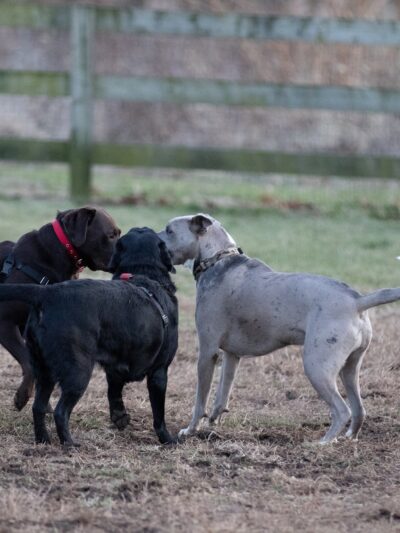 Goddard Dog Park - West Grove, PA