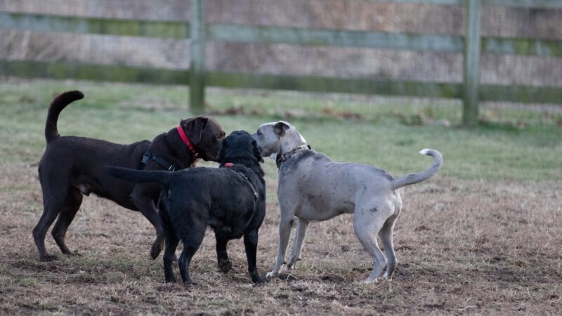 Goddard Dog Park - West Grove, PA