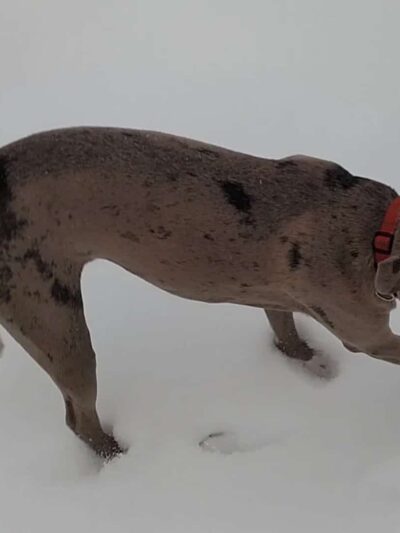 Goddard Dog Park - West Grove, PA