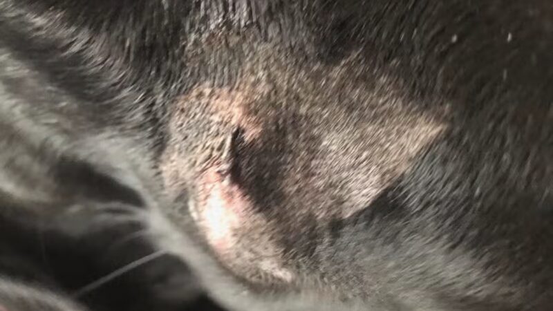 Wagging Tails Pet Resort and Spaw | Cat & Dog Boarding - Cat & Dog Grooming CT - West Hartford, CT