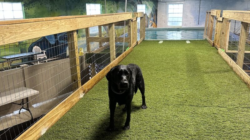 Wagging Tails Pet Resort and Spaw | Cat & Dog Boarding - Cat & Dog Grooming CT - West Hartford, CT