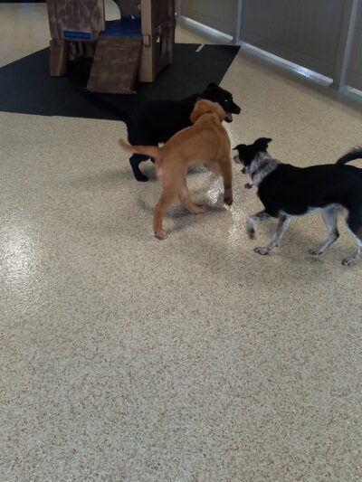 Wagging Tails Pet Resort and Spaw | Cat & Dog Boarding - Cat & Dog Grooming CT - West Hartford, CT