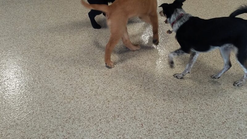 Wagging Tails Pet Resort and Spaw | Cat & Dog Boarding - Cat & Dog Grooming CT - West Hartford, CT