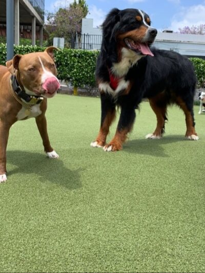 West Hollywood Park Dog Park - West Hollywood, CA