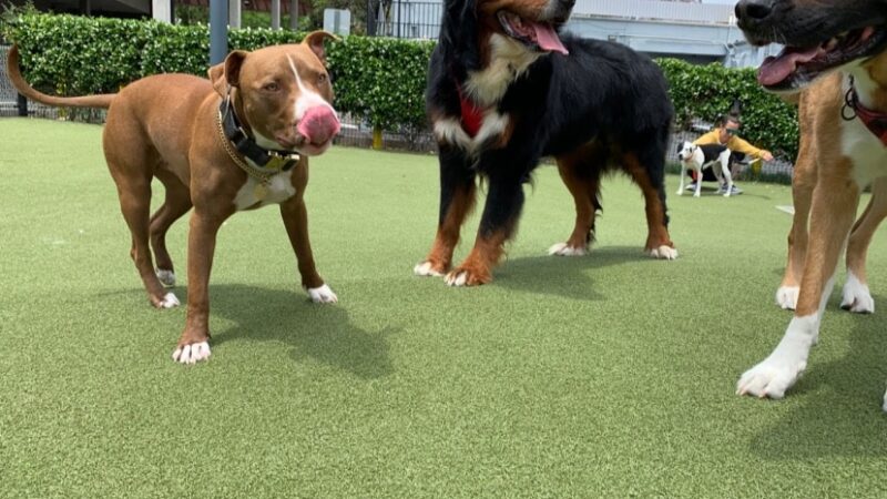 West Hollywood Park Dog Park - West Hollywood, CA