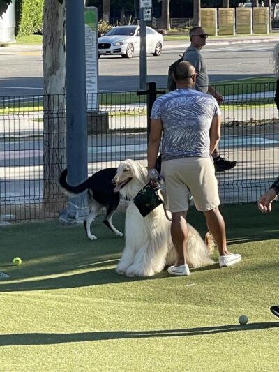 West Hollywood Park Dog Park - West Hollywood, CA