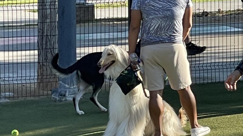 West Hollywood Park Dog Park - West Hollywood, CA