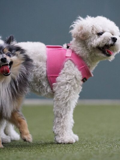 West Hollywood Park Dog Park - West Hollywood, CA