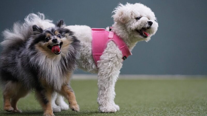 West Hollywood Park Dog Park - West Hollywood, CA