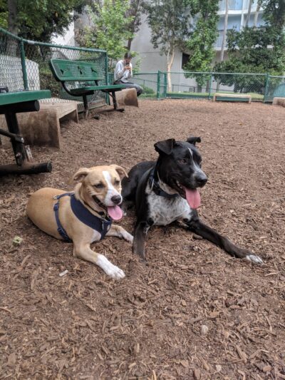 William S Hart Dog Park - West Hollywood, CA