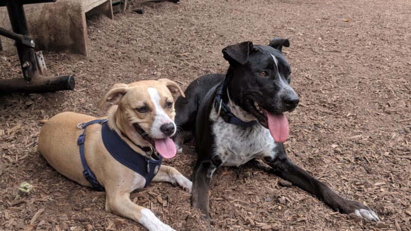 William S Hart Dog Park - West Hollywood, CA