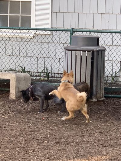 William S Hart Dog Park - West Hollywood, CA