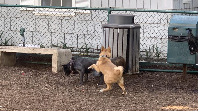 William S Hart Dog Park - West Hollywood, CA