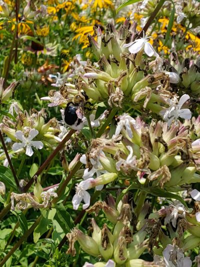 BackStreet Park - West Jefferson, NC