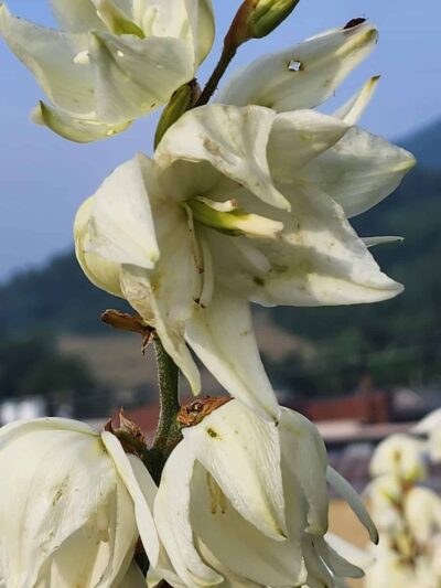 BackStreet Park - West Jefferson, NC